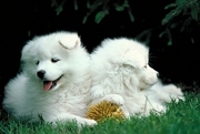 Samoyed T-Shirt