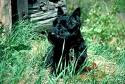 Scottish Terrier Poster