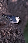 White-Breasted Nuthatch Magnet