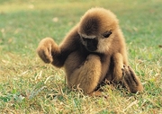 White Faced Gibbon Mousepad