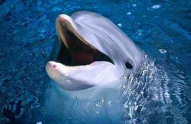 Dolphin