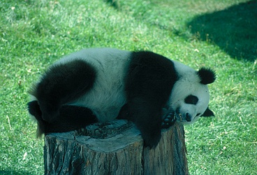 Giant Panda