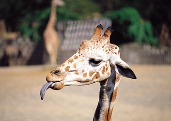 Giraffe