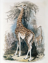 Giraffe