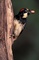 Acorn Woodpecker picture