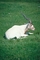 Addax picture