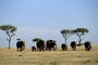 African Elephant picture