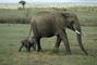 African Elephant picture