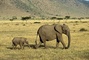 African Elephant picture