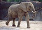 African Elephant picture