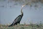 Anhinga picture