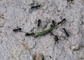 Ant picture