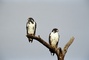 Augur Buzzard picture