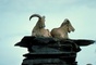 Barbary Sheep picture