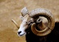 Bighorn Sheep picture