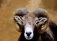 Bighorn Sheep picture