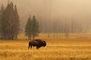 Bison picture