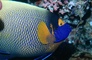 Blue-Faced Angelfish picture