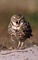 Burrowing Owl picture