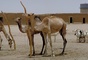 Camel picture