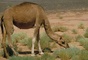 Camel picture