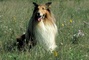 Collie picture