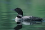 Common Loon picture