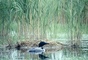 Common Loon picture