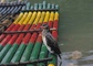 Cormorant picture