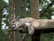 Cougar picture