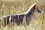 Coyote picture