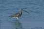 Curlew picture