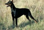 Doberman Pinscher picture