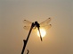 Dragonfly picture