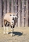 Gemsbok picture