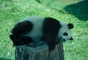 Giant Panda picture