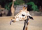 Giraffe picture