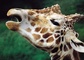 Giraffe picture