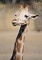 Giraffe picture