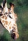 Giraffe picture