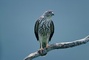 Goshawk picture