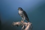 Goshawk picture