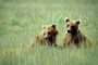 Grizzly Bear picture