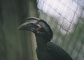 Hornbill picture