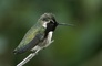 Hummingbird picture