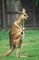 Kangaroo picture