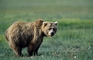 Kodiak Bear picture