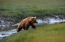 Kodiak Bear picture