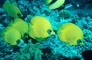 Lemonpeel Angelfish picture