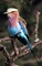 Lilac Breasted Roller picture